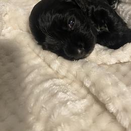 Cocker Spaniel Puppies from Becky's Cockers
