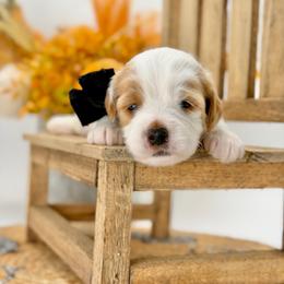 Garth - Parti male Goldendoodle puppy in Queen Creek, Arizona from Goldendoodle AZ