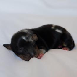 Harrison - Dapple male Dachshund puppy in Memphis, Tennessee from Lone River Dachshunds