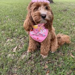 Aussiedoodle and Cockapoo Puppies from Ouachita River Cockapoos