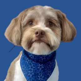 Havanese from Cornerstone Creek Farm