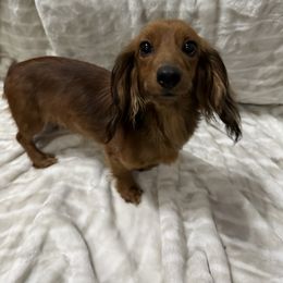 Dixie - Dachshund