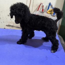 Laney - Silver female Poodle puppy in Florence County, South Carolina from Modern Family Standards