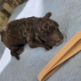 Hershey, Tan Collar - Phantom male Goldendoodle puppy in Delphos, Ohio from Route 66 Poodles & Doodles, Sapphire Shih-tzu's of Ohio