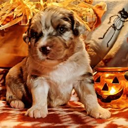 Moon - Blue merle female Australian Shepherd puppy in Warren, New Hampshire from Waggle Time Farms