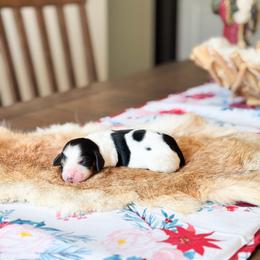 Flin - Black and tan male Dachshund puppy in Salters, South Carolina from Long-Pine Dachshund