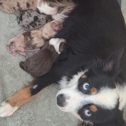 Miniature Australian Shepherd puppies from KHA