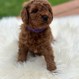 Cavapoo Puppies from Taylor Sweeten