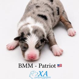 Boy 4 - male Australian Shepherd puppy in Gowen, Michigan from XA AUSTRALIAN SHEPHERDS