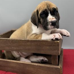 Jiggles - Mantle female Great Dane puppy in Grand Junction, Colorado from Top Brackett Danes