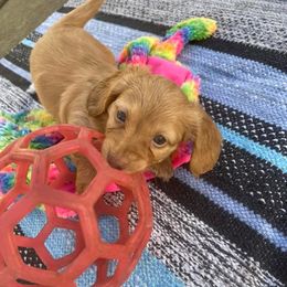 Dachshunds from Boaz Dachshunds