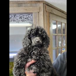 Poodle Puppies from LaZol's  Minis