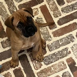 Bullmastiff Puppies from Meteora Bullmastiffs