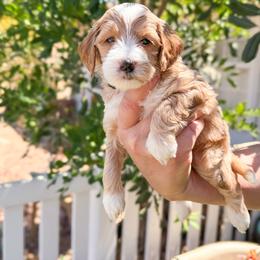 Stingray - Apricot male Goldendoodle puppy in Garden Grove, California from Sunkissed Doodles
