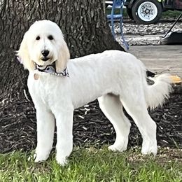 Emy - Goldendoodle