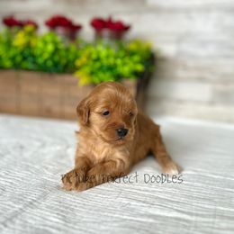 Green - Cream male Goldendoodle puppy in St George, Utah from Picture Perfect Doodles