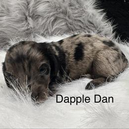 Dapple Dan - Dapple male Dachshund puppy in Cabool, Missouri from Dachshund's of Country Magic Farms in Missouri