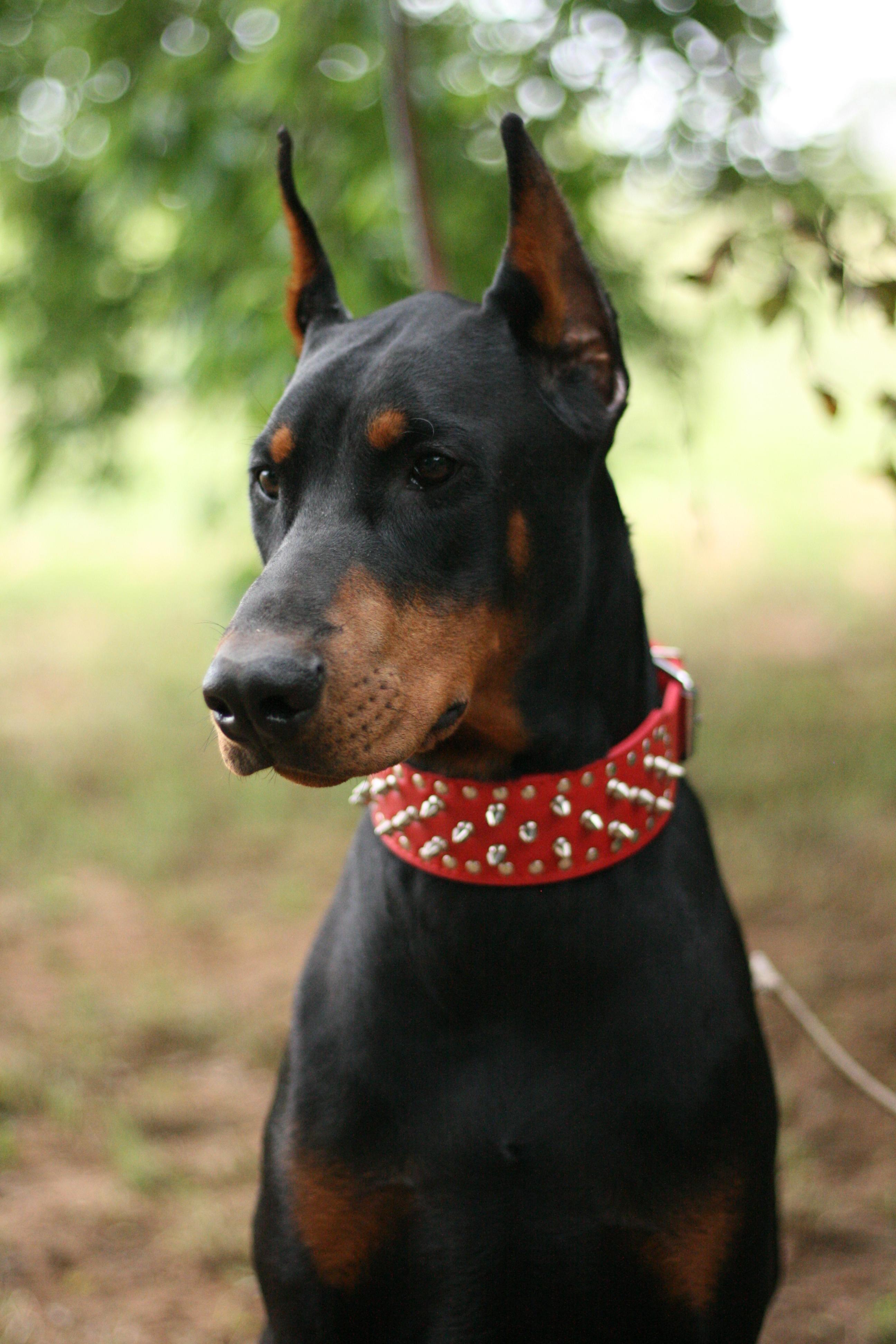Kash