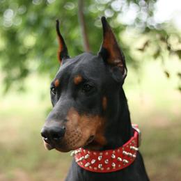 Kash - Doberman Pinscher