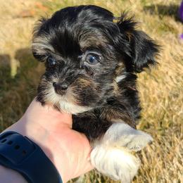 Thor - Black and white male Havanese puppy in Weiser, Idaho from Brugger's Breeders, LLC