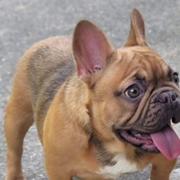 French Bulldogs from The Frenchie Quarters