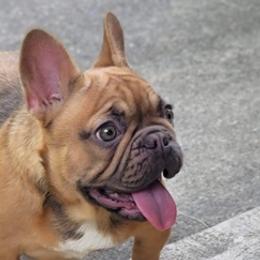 French Bulldogs from The Frenchie Quarters