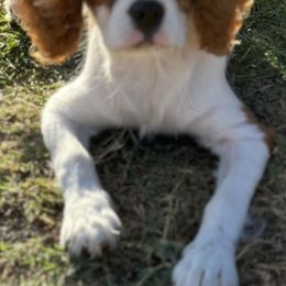 Aussiedoodles, Cavalier King Charles Spaniels, and Cavapoos from Mc Doodles of Texas LLC