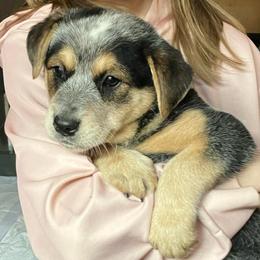 Juneau - Blue speckled female Australian Cattle Dog puppy in Saint Albans, Maine from Australian Cattle Cuties and littles