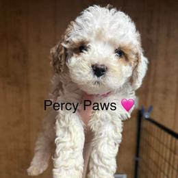 Percy Paws - White female Cavapoo puppy in Greensburg, Kentucky from Doodle Me Crazy