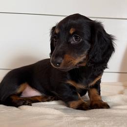 Dottie - Black and tan female Dachshund puppy in Callahan, Florida from Little Foot Kennels