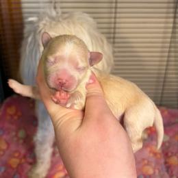 Cream Boy - Cream male Maltipoo puppy in Morehead, Kentucky from Paw Perfect Pets