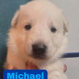Boy 4 - male German Shepherd puppy in Tonopah, Nevada from Mercy's White Shepherds
