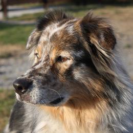 Australian Shepherds from Fandango Australian Shepherds