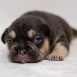 Clover - Tricolors female French Bulldog puppy in Violet Hill, Arkansas from Obduro Bullies and Frenchies