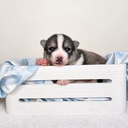 Jagger - Agouti and white male Siberian Husky puppy in Jacksonville, North Carolina from Seabound Siberians
