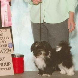 Cooper - Havanese