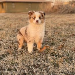 Sinai - male Australian Mountain Doodle puppy in Inola, Oklahoma from Blue Stem Companions