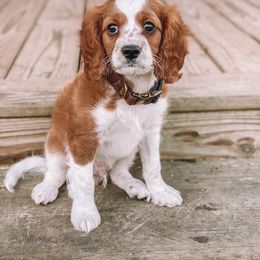 Beau - Cavapoo
