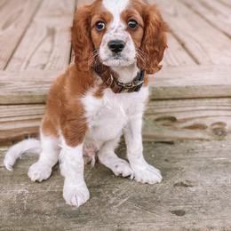 Beau - Cavapoo