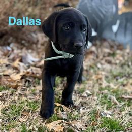Dallas- Light- blue - Black male Labrador Retriever puppy in Moore, Oklahoma from Okiehuntinboyz Labrador Retrievers