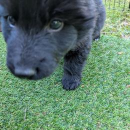 Grey collar - Black seal male German Shepherd puppy in Garrett, Indiana from Devil-Dog Shepherds