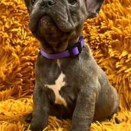 Maple - Blue female French Bulldog puppy in Clever, Missouri from Crystals Bulldog Bungalow