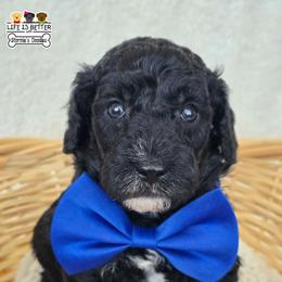 Royal - Black male Goldendoodle puppy in Rockledge, Florida from Stormie's Doodles