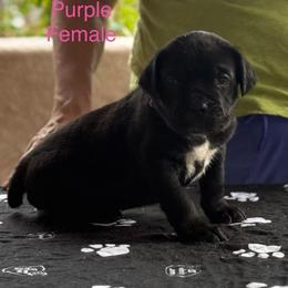 Lilac Collar - Black female Cane Corso puppy in Paris, Texas from Knucklehead Cane Corso