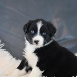 Hercules - Black & white male Australian Shepherd puppy in Quincy, Massachusetts from William's Aussies