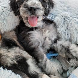 Bernedoodle and Goldendoodle Puppies from Doodling All Day Goldendoodles & Bernedoodles