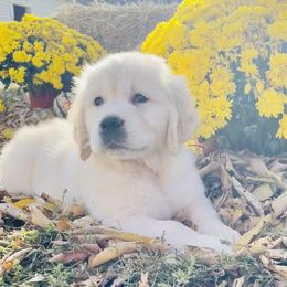 Lavender - Light golden Golden Retriever puppy in Linden, Michigan from High Society Farm