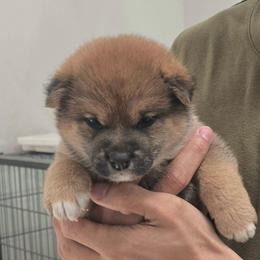 Ren - Red female Shiba Inu puppy in Marianna, Florida from Diwasou
