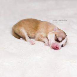 Pomsky Puppies from True North Pomskies