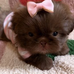 Jill - Liver female Shih Tzu puppy in Big Sandy, Texas from Heart and Soul Shih Tzu